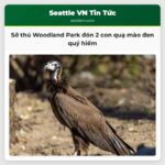 Sở thú Woodland Park đón 2 con quạ mào đen quý hiếm