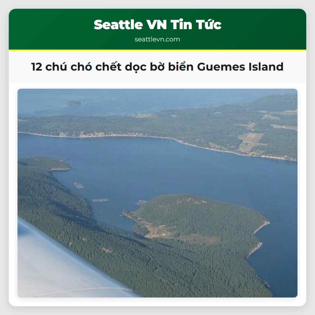 12 chú chó chết dọc bờ biển Guemes Island