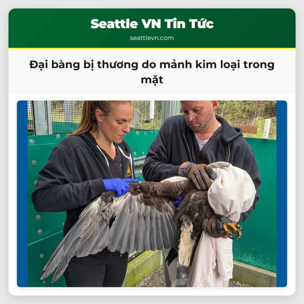 Đại bàng bị thương do mảnh kim loại trong mặt
