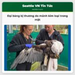 Đại bàng bị thương do mảnh kim loại trong mặt
