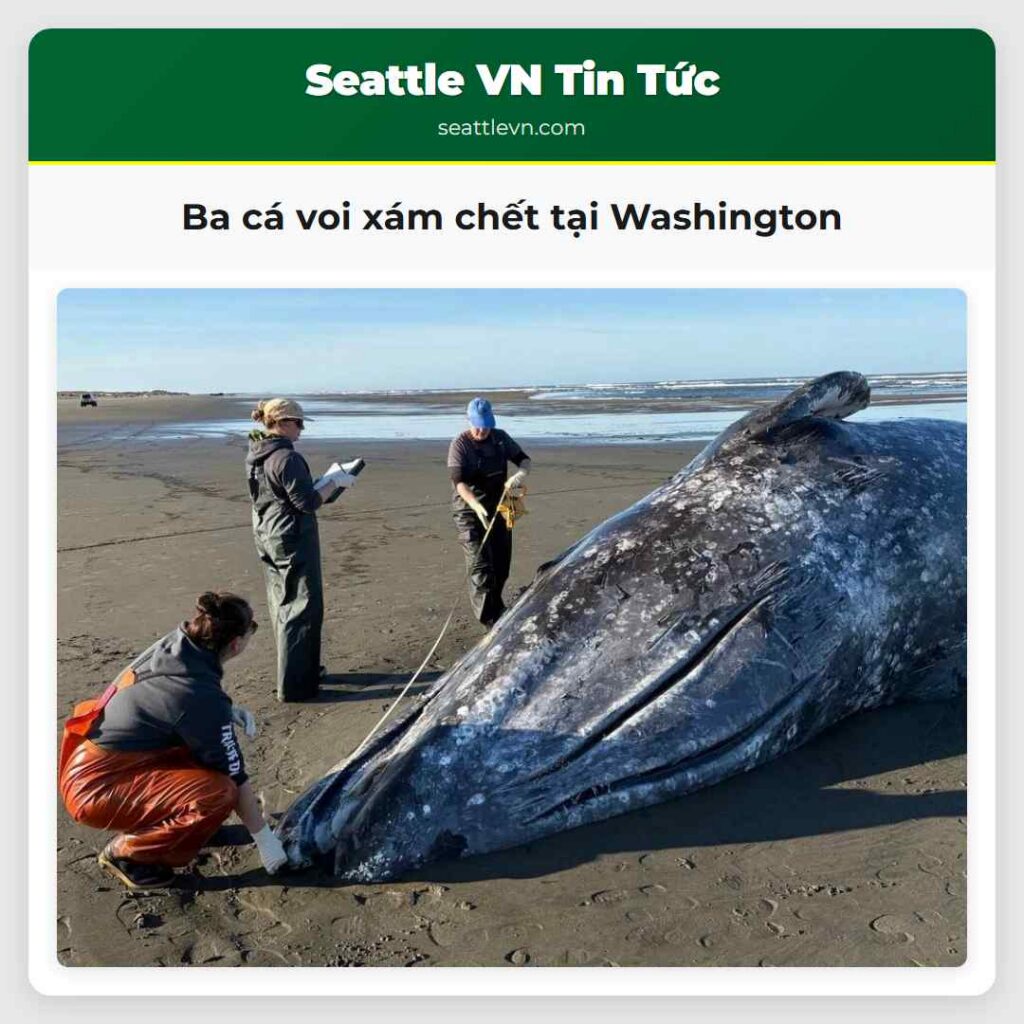 Ba cá voi xám chết tại Washington