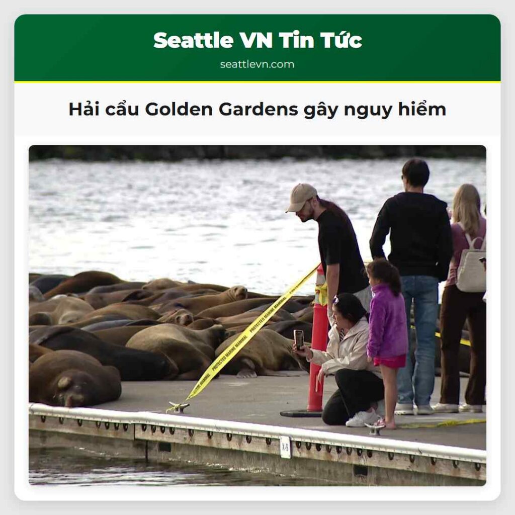 Hải cẩu Golden Gardens gây nguy hiểm