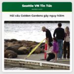 Hải cẩu Golden Gardens gây nguy hiểm
