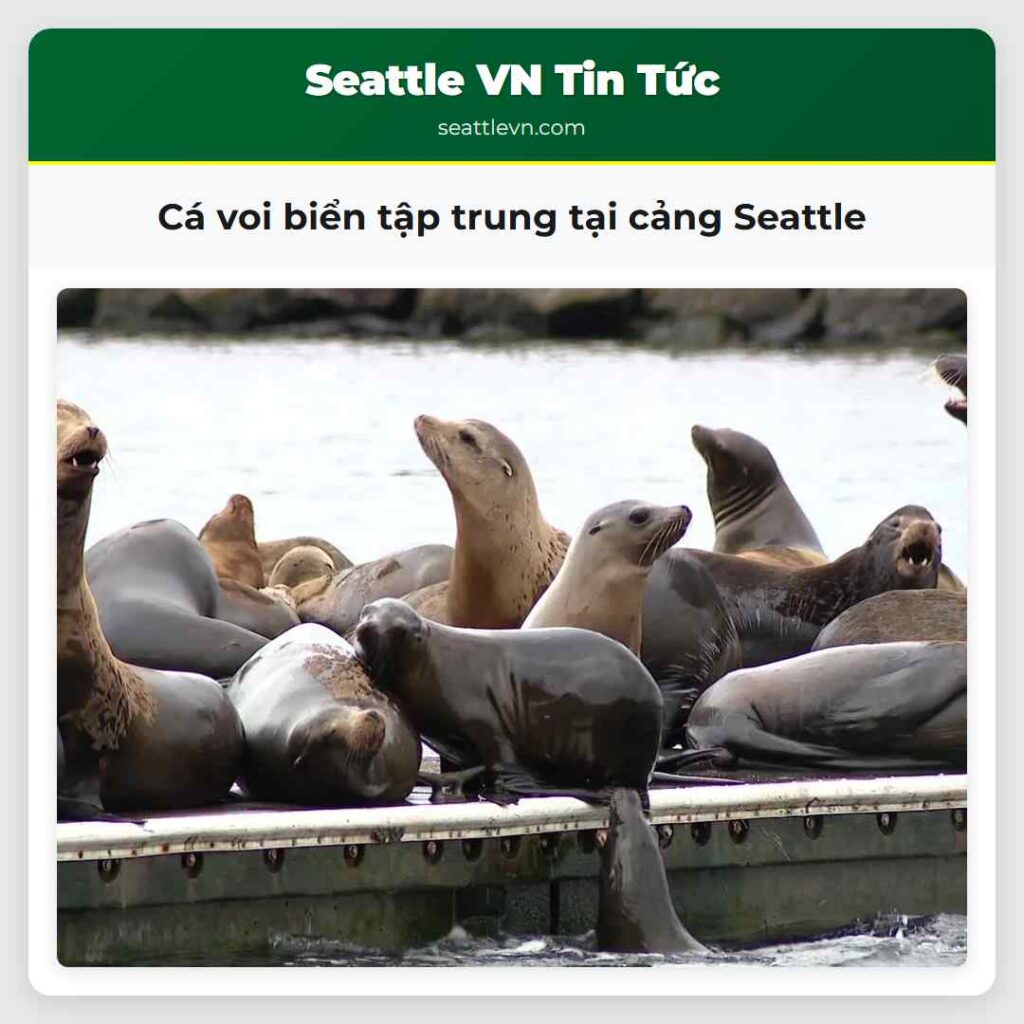 Cá voi biển tập trung tại cảng Seattle