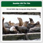 Cá voi biển tập trung tại cảng Seattle
