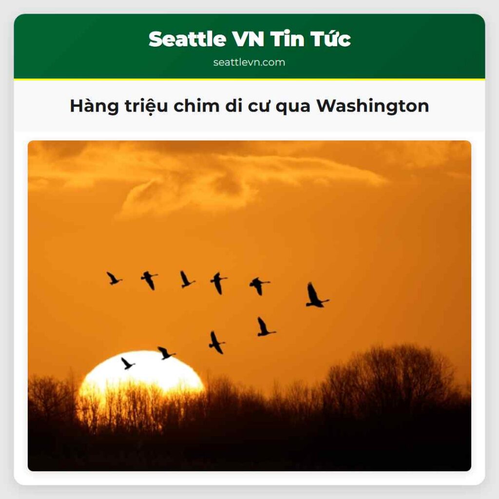 Hàng triệu chim di cư qua Washington