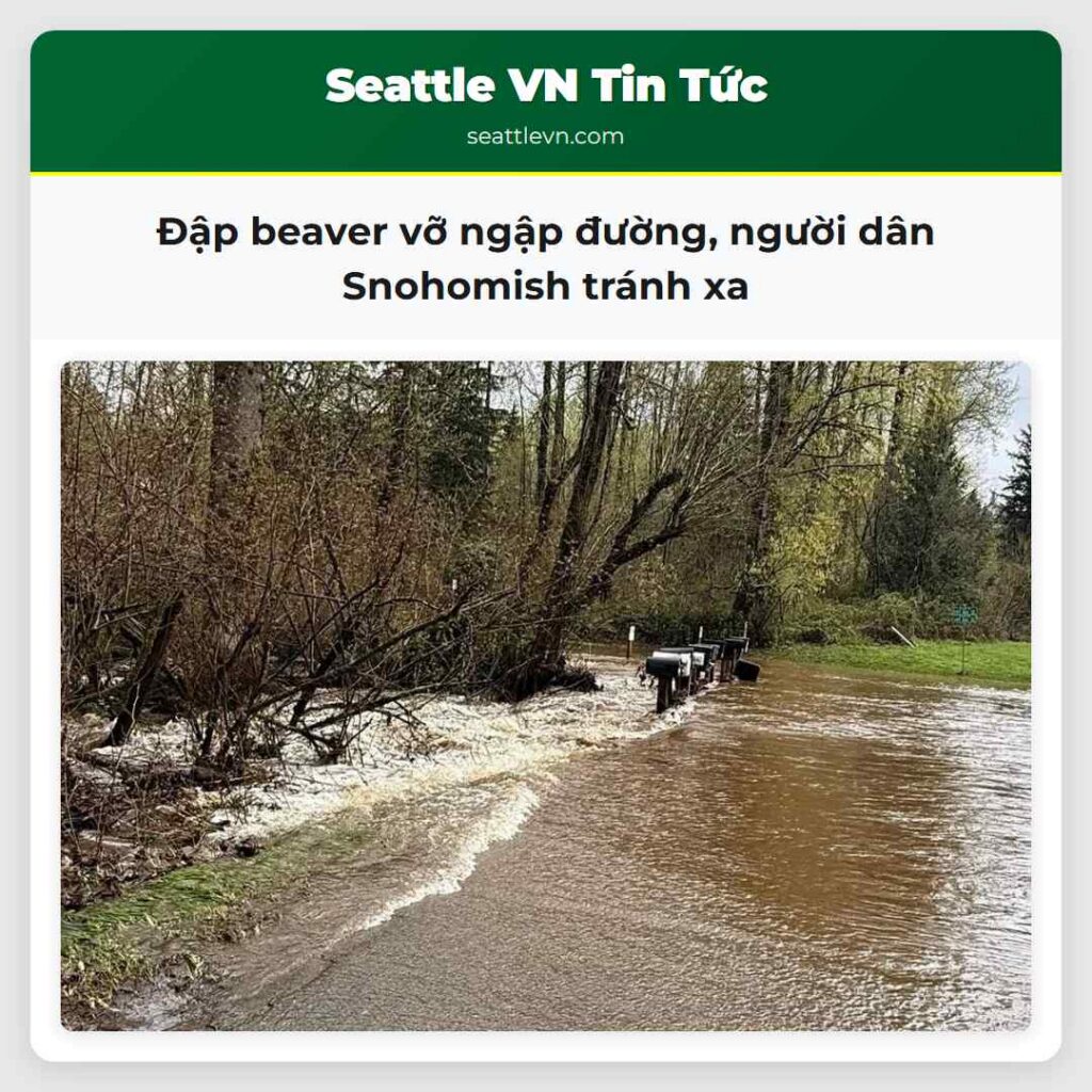 Đập beaver vỡ ngập đường, người dân Snohomish