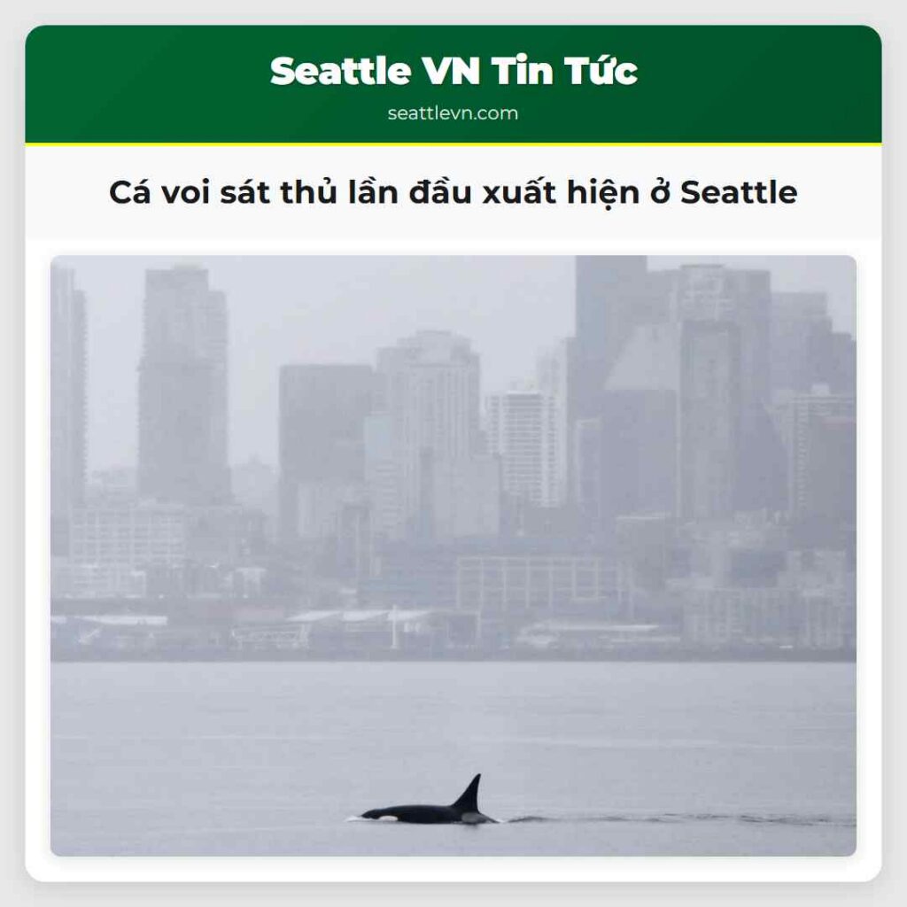 Cá voi sát thủ lần đầu xuất hiện ở Seattle