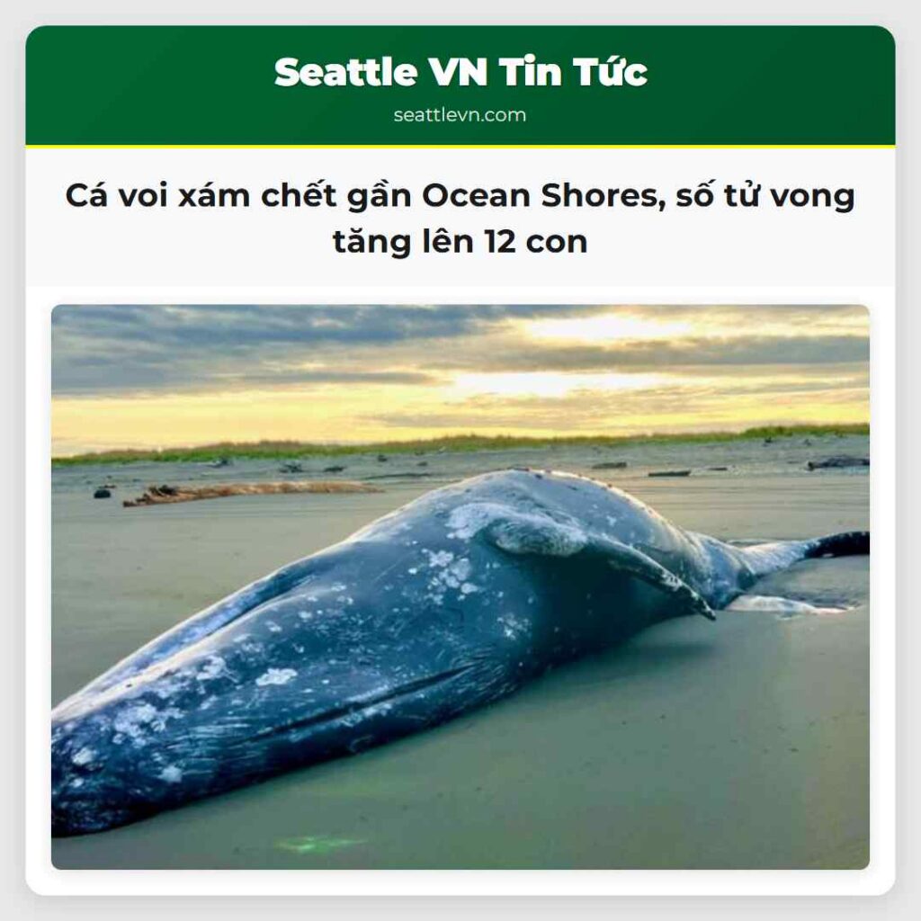 Cá voi xám chết gần Ocean Shores, số tử vong tăng
