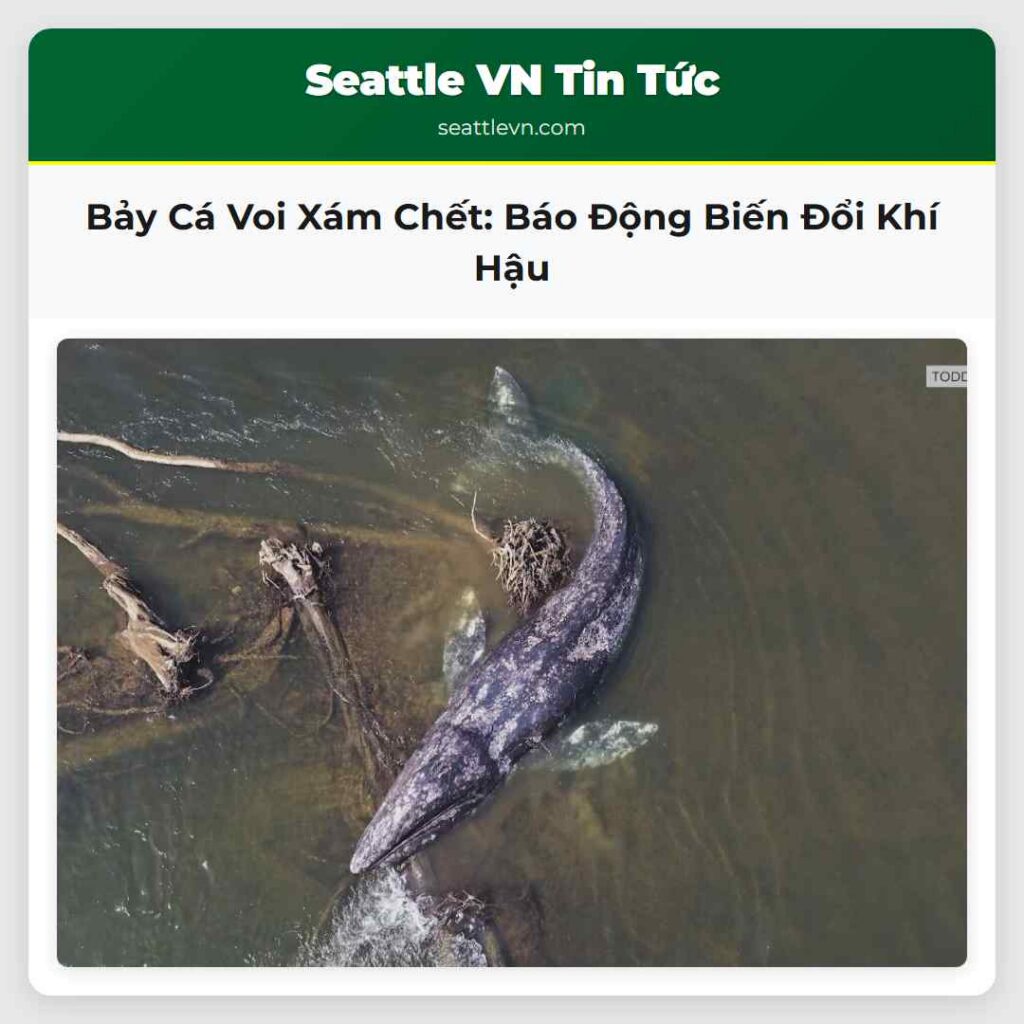 Bảy Cá Voi Xám Chết: Báo Động Biến Đổi Khí Hậu