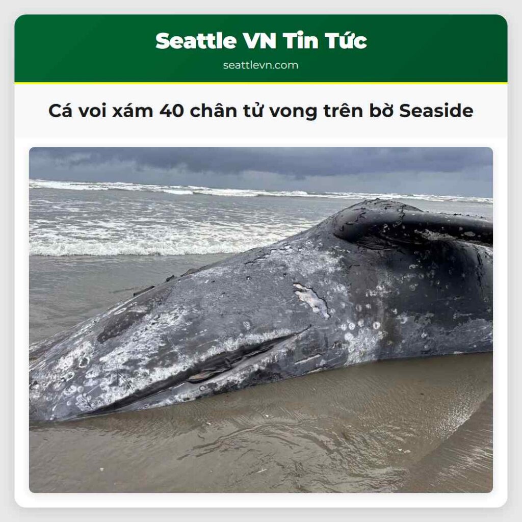 Cá voi xám 40 chân tử vong trên bờ Seaside