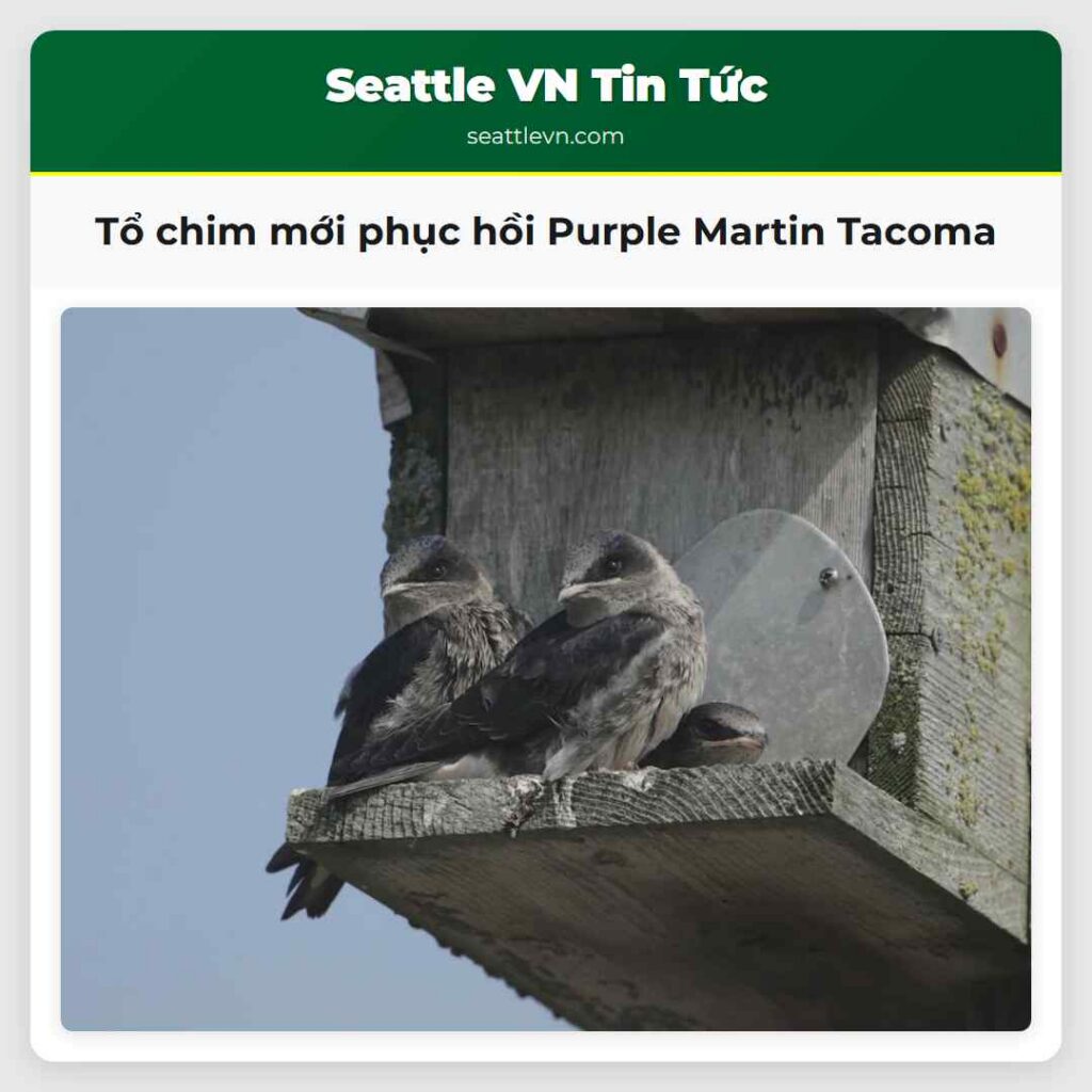 Tổ chim mới phục hồi Purple Martin Tacoma