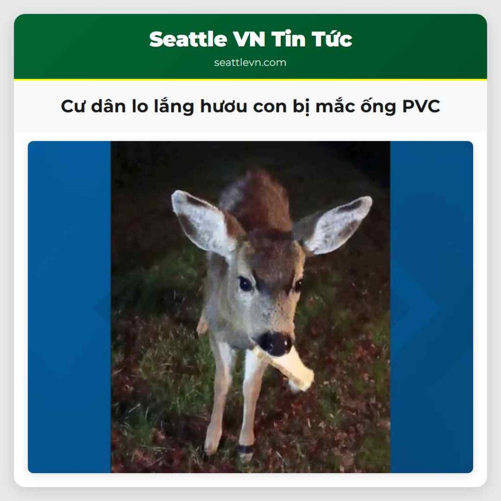 Cư dân lo lắng hươu con bị mắc ống PVC