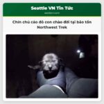 Chín chú cáo đỏ con chào đời tại bảo tồn Northwest Trek