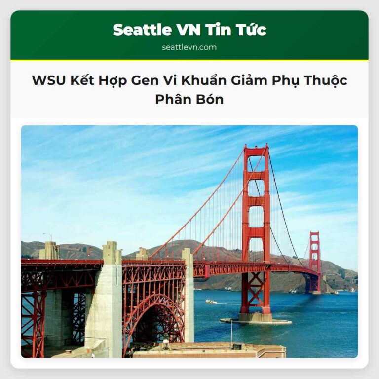 WSU Kết Hợp Gen Vi Khuẩn Giảm Phụ Thuộc Phân Bón