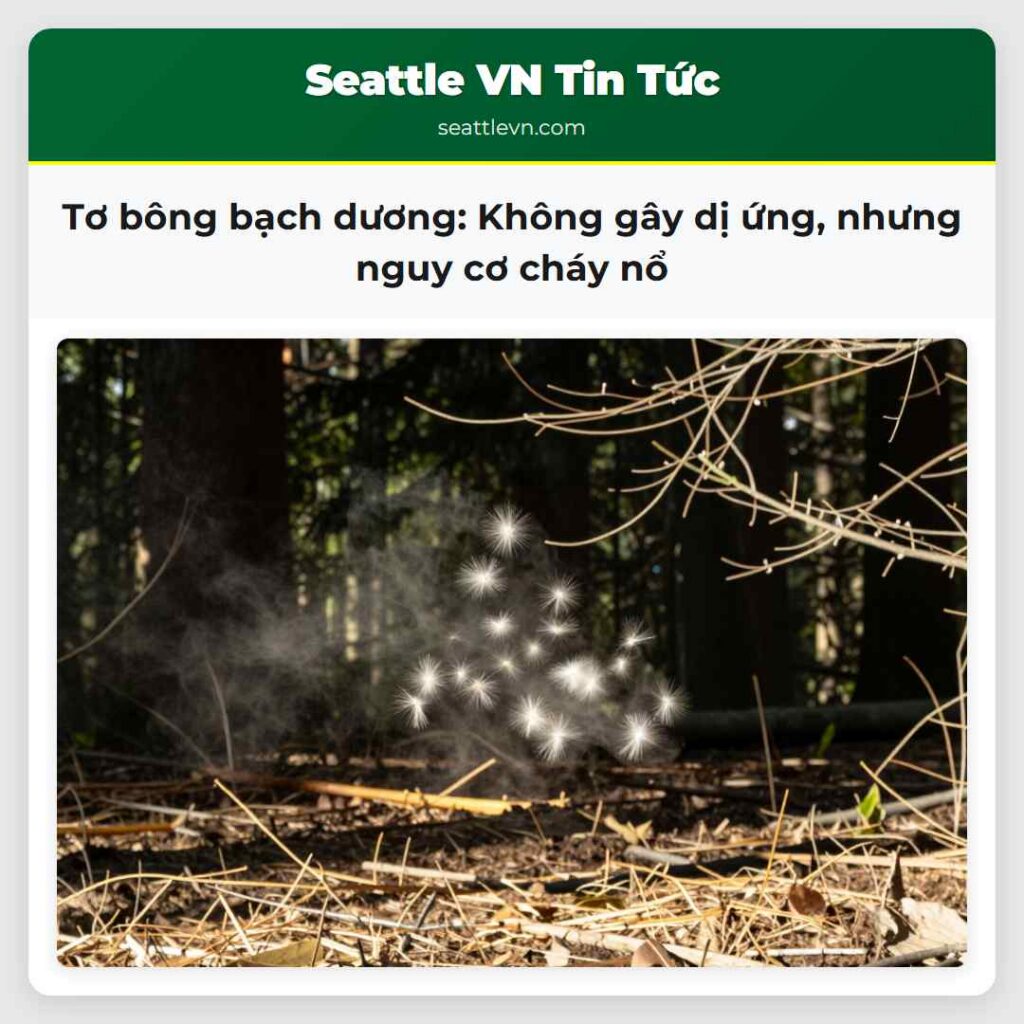 Tơ bông bạch dương: Không gây dị ứng, nhưng nguy