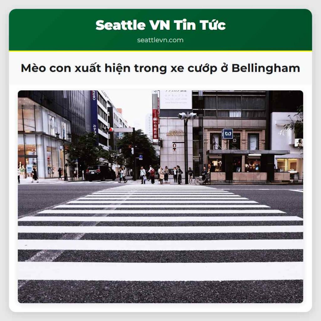 Mèo con xuất hiện trong xe cướp ở Bellingham