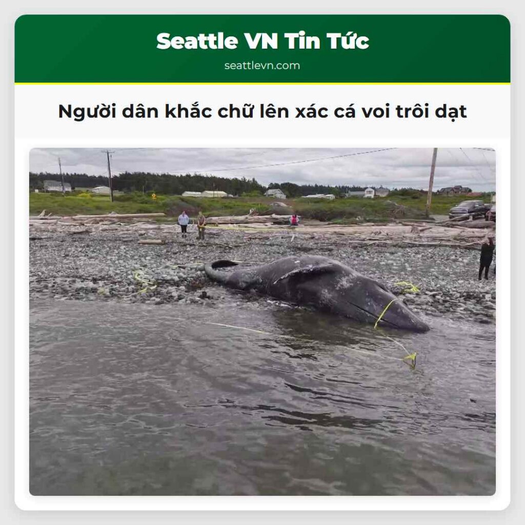 Người dân khắc chữ lên xác cá voi trôi dạt