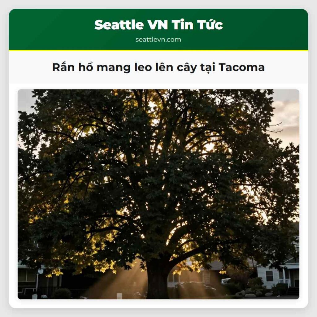Rắn hổ mang leo lên cây tại Tacoma