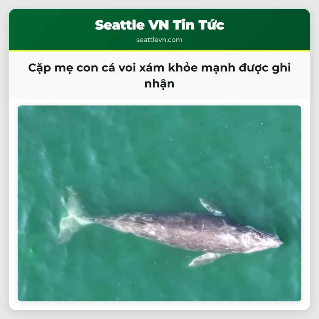 Cặp mẹ con cá voi xám khỏe mạnh được ghi nhận