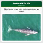 Cặp mẹ con cá voi xám khỏe mạnh được ghi nhận