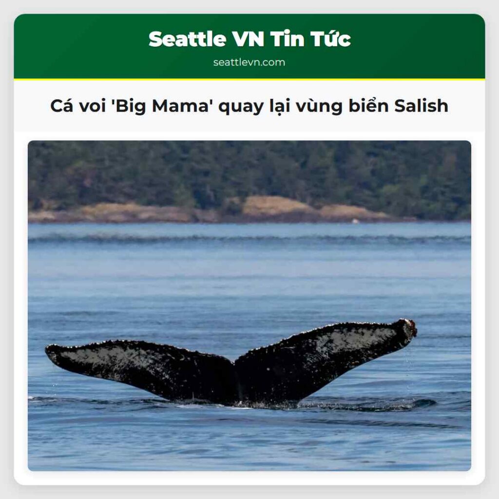 Cá voi 'Big Mama' quay lại vùng biển Salish