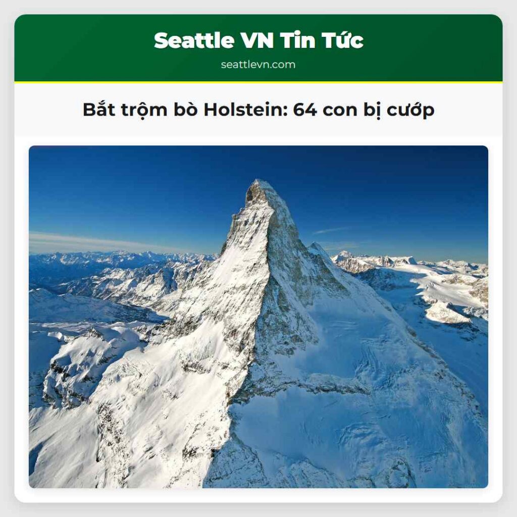 Bắt trộm bò Holstein: 64 con bị cướp