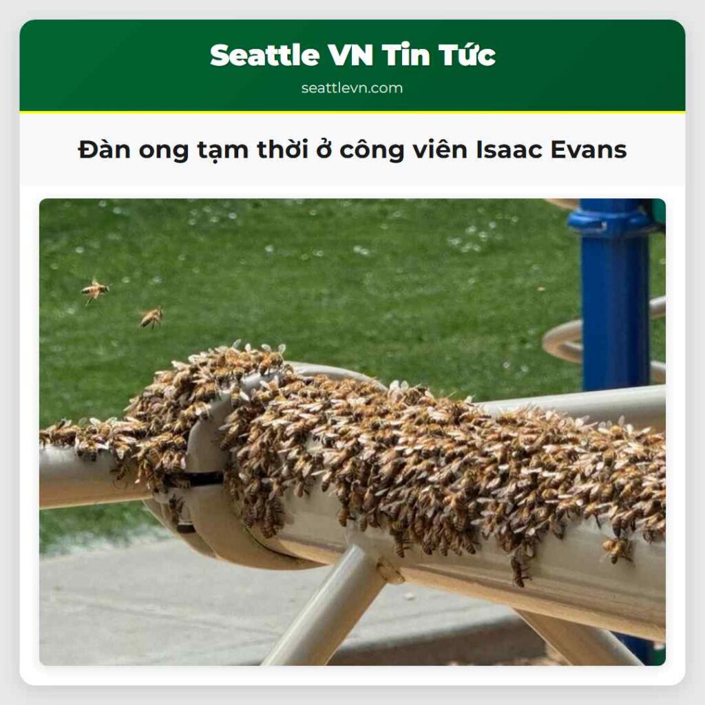 Đàn ong tạm thời ở công viên Isaac Evans