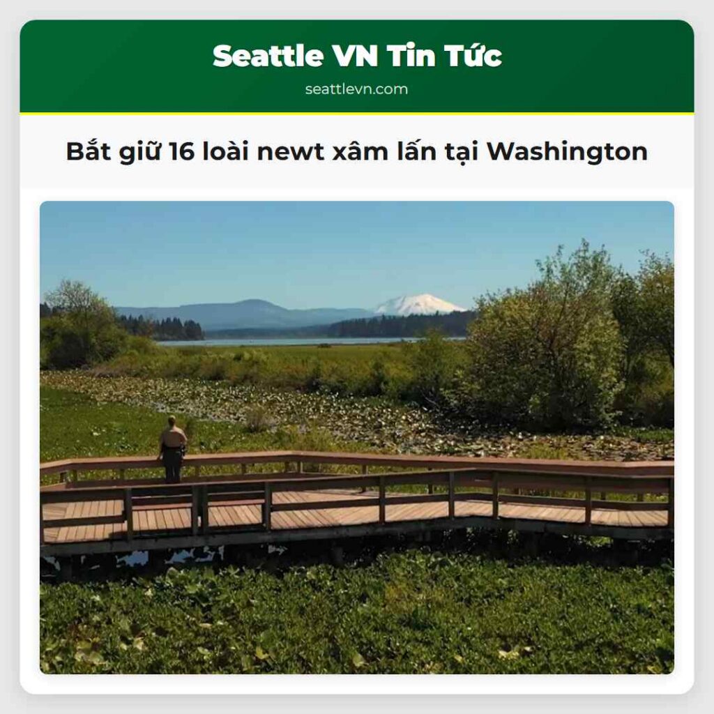 Bắt giữ 16 loài newt xâm lấn tại Washington