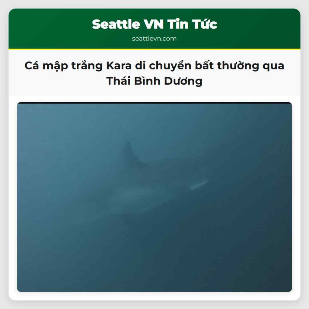 Cá mập trắng Kara di chuyển bất thường qua Thái