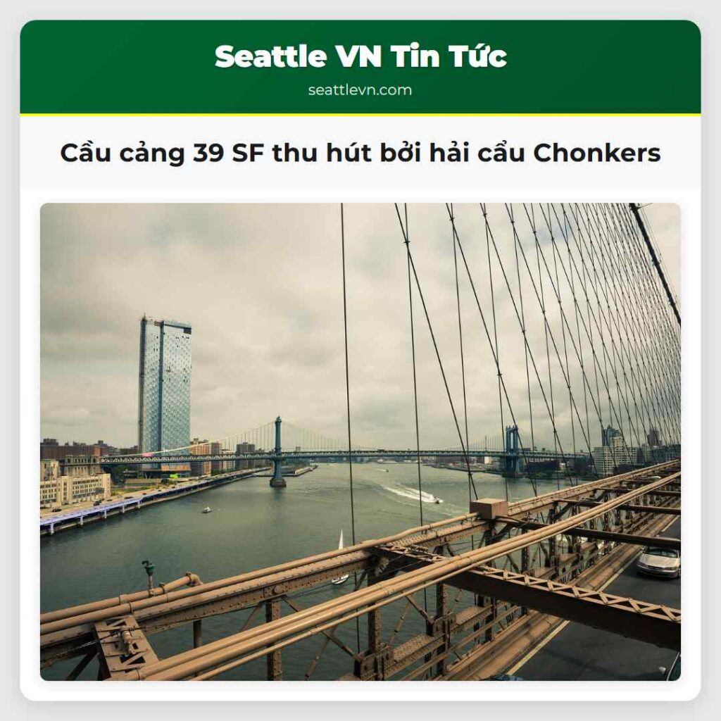 Cầu cảng 39 SF thu hút bởi hải cẩu Chonkers