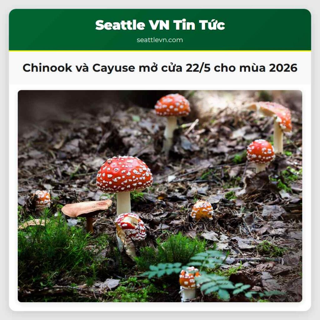 Chinook và Cayuse mở cửa 22/5 cho mùa 2026