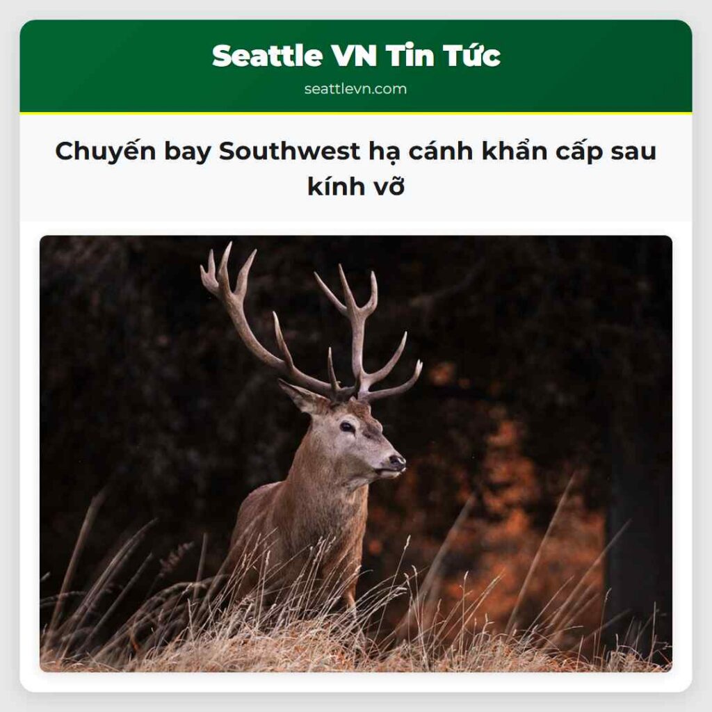 Chuyến bay Southwest hạ cánh khẩn cấp sau kính vỡ