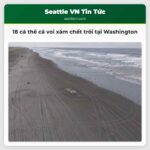 18 cá thể cá voi xám chết trôi tại Washington