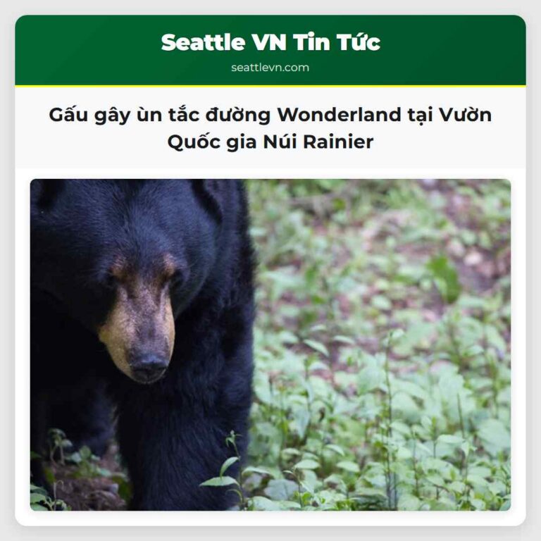 Gấu gây ùn tắc đường Wonderland tại Vườn Quốc gia Núi Rainier