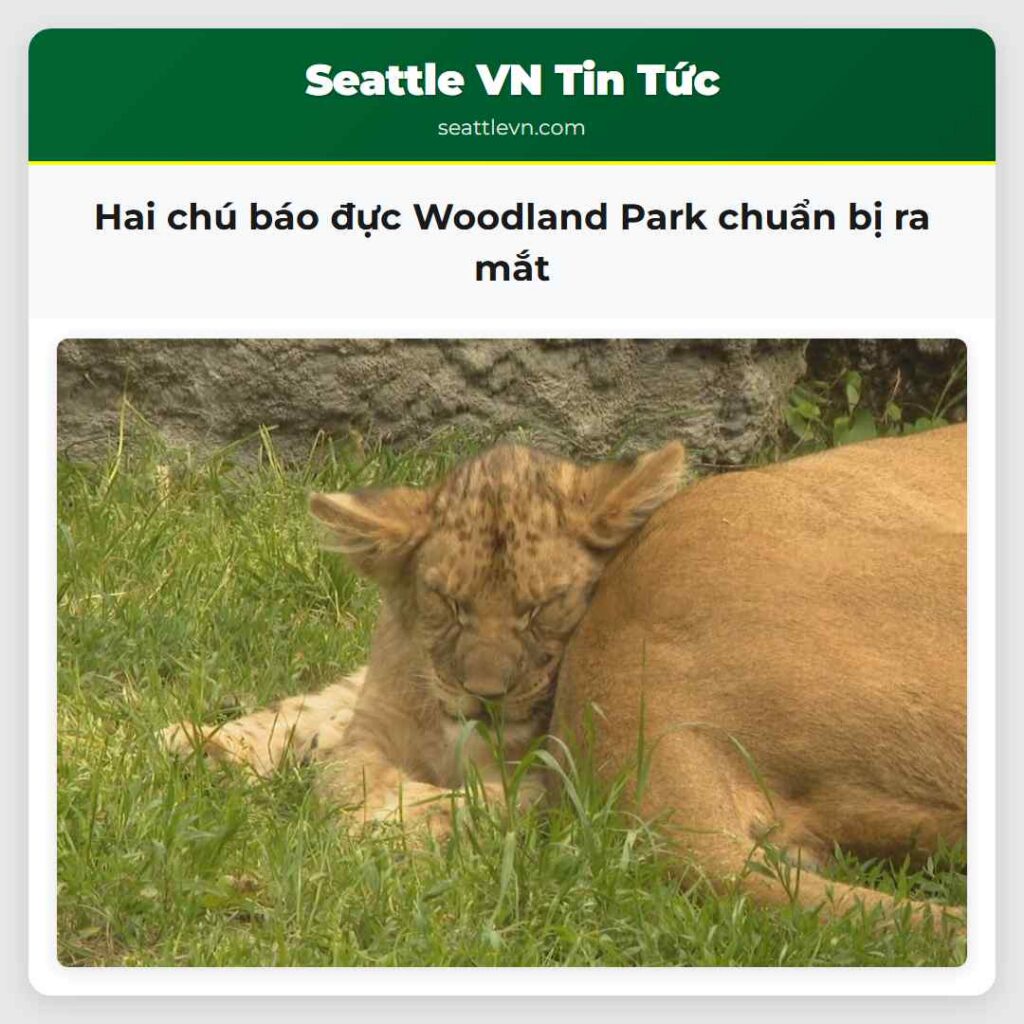 Hai chú báo đực Woodland Park chuẩn bị ra mắt