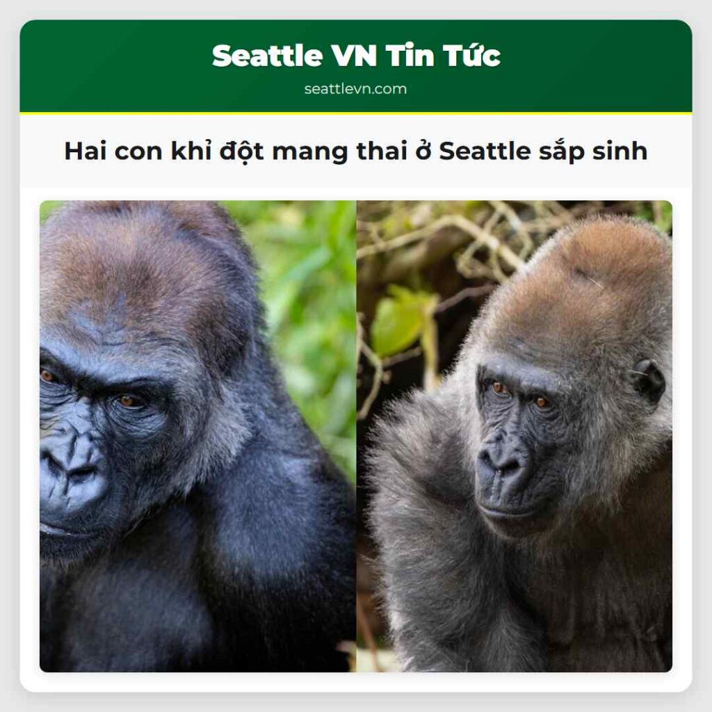 Hai con khỉ đột mang thai ở Seattle sắp sinh