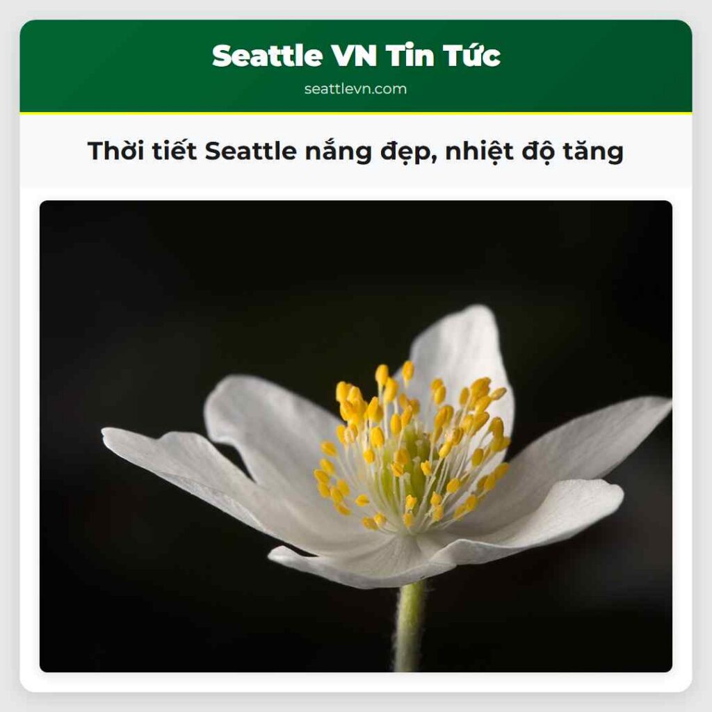 Thời tiết Seattle nắng đẹp, nhiệt độ tăng