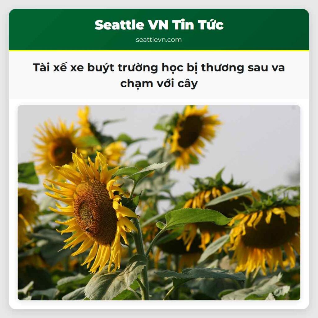 Tài xế xe buýt trường học bị thương sau va chạm