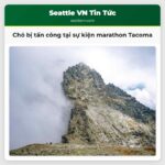 Chó bị tấn công tại sự kiện marathon Tacoma