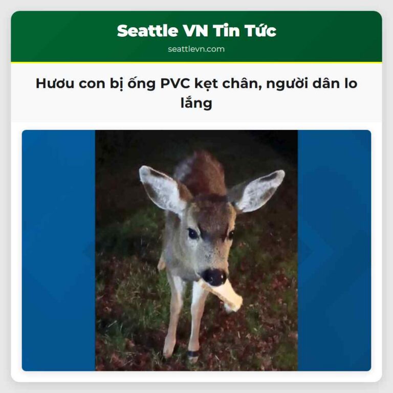 Hươu con bị ống PVC kẹt chân người dân lo lắng