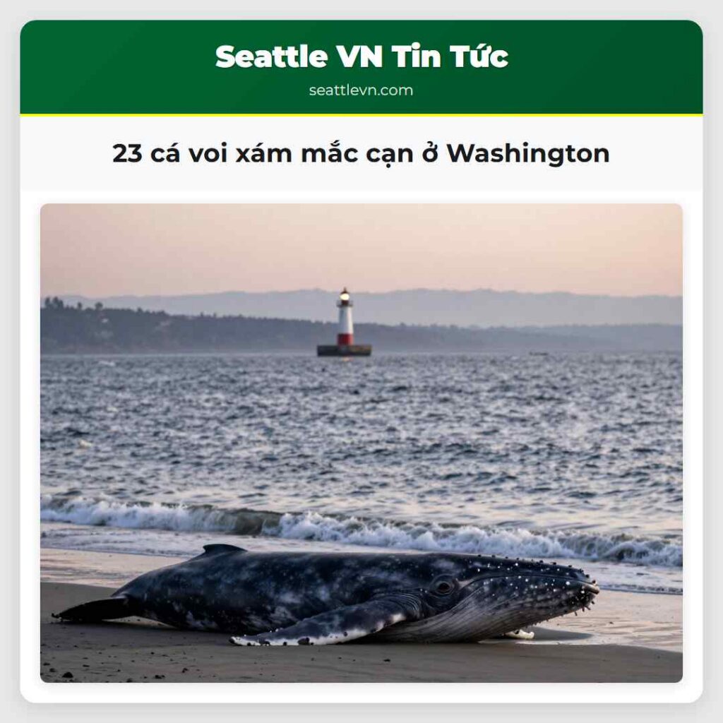 23 cá voi xám mắc cạn ở Washington