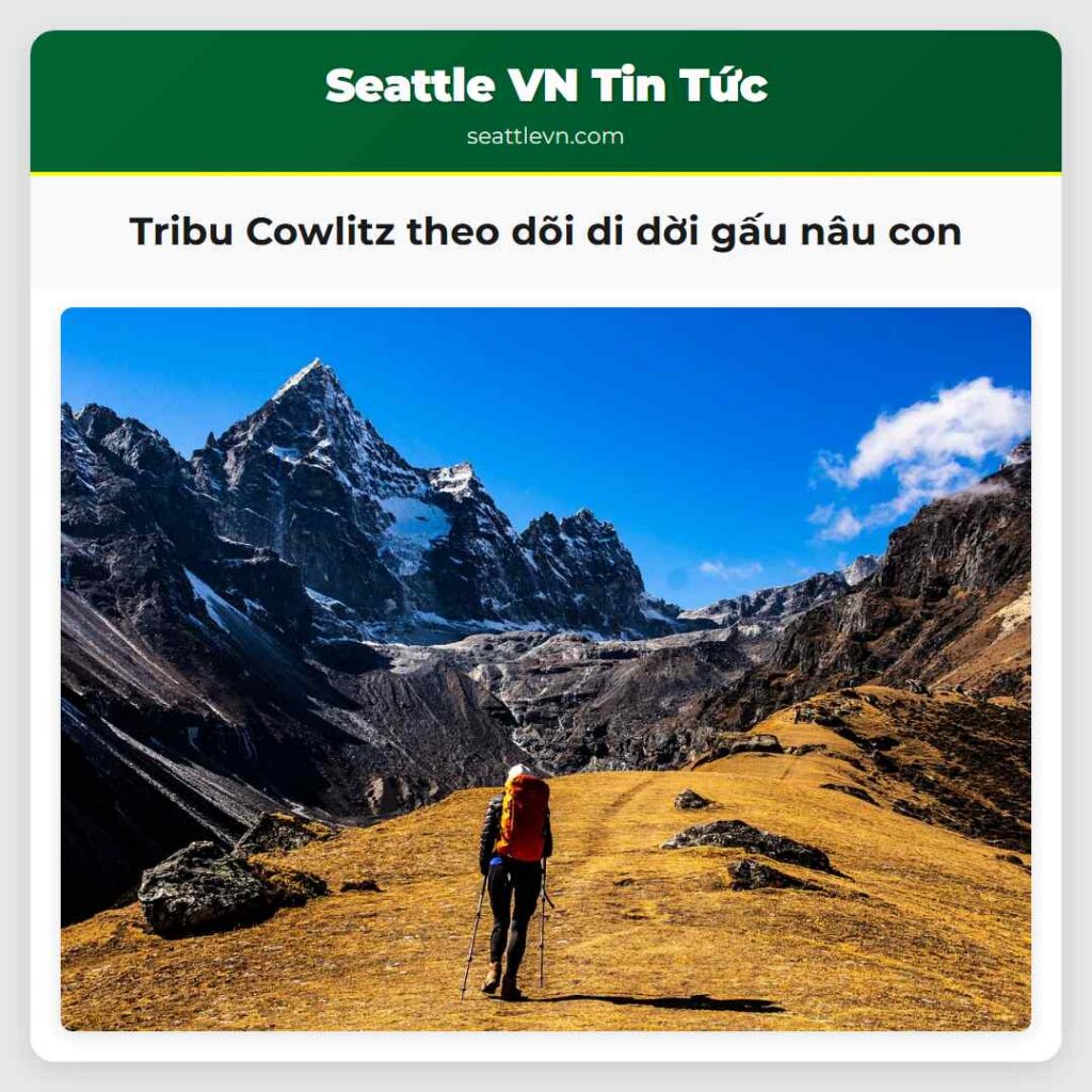 Tribu Cowlitz theo dõi di dời gấu nâu con