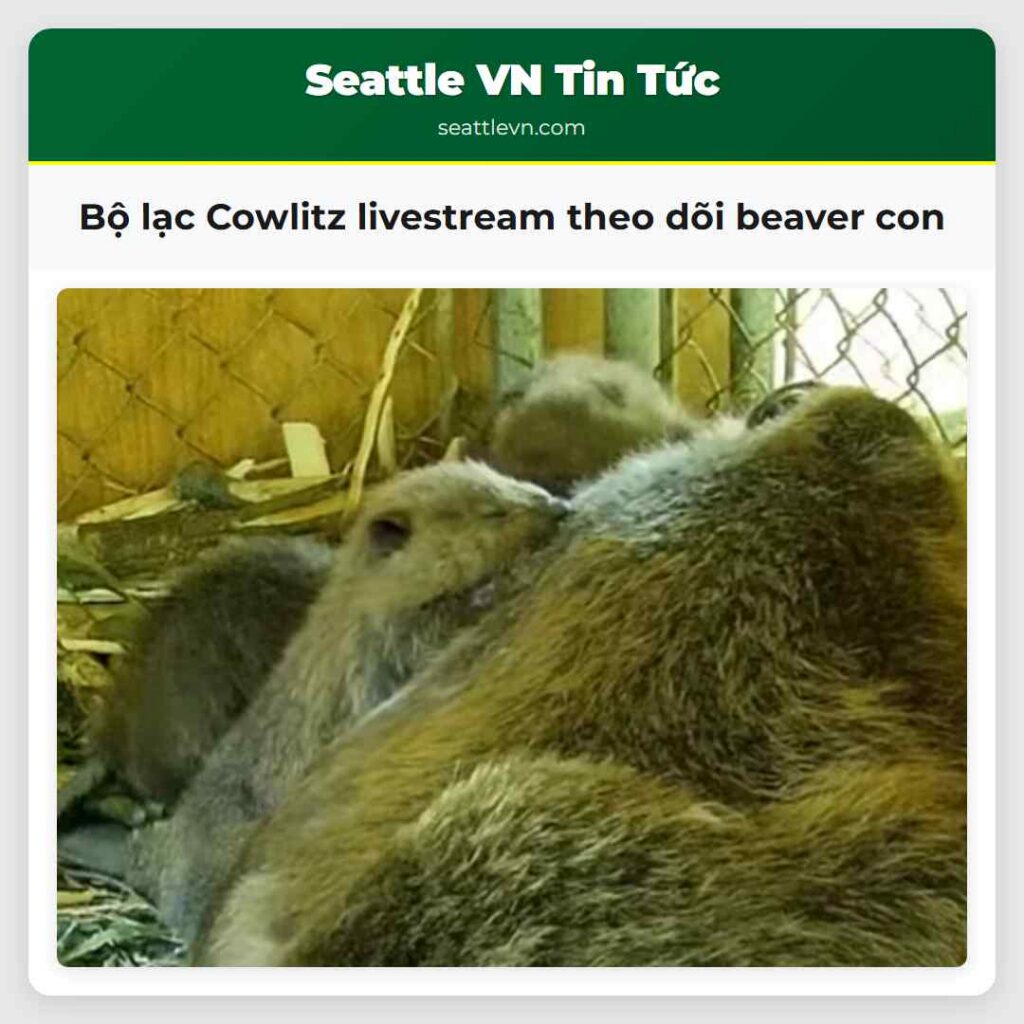 Bộ lạc Cowlitz livestream theo dõi beaver con