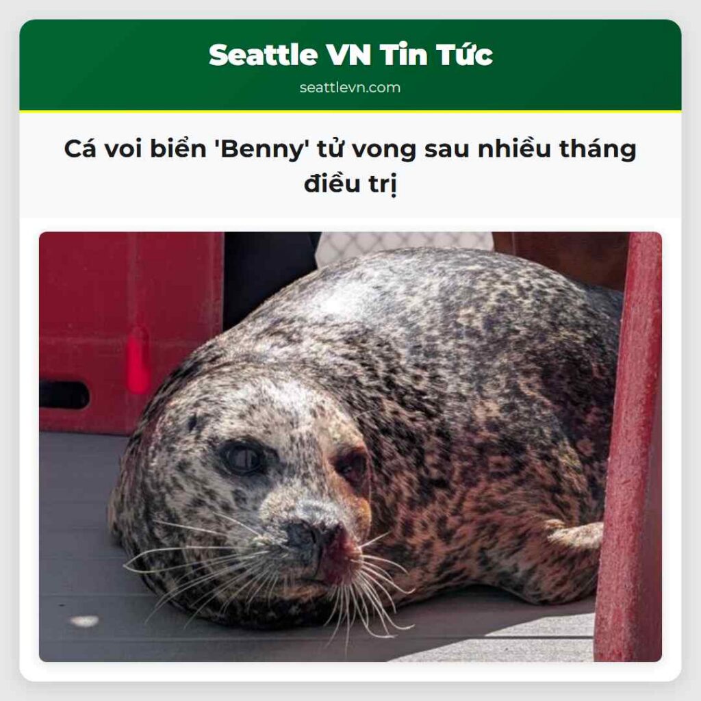 Cá voi biển 'Benny' tử vong sau nhiều tháng điều