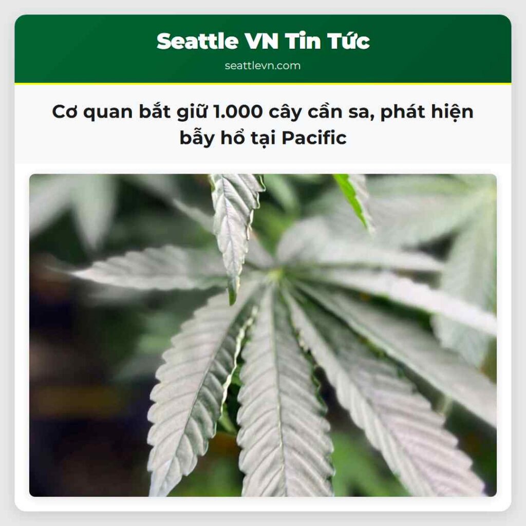 Cơ quan bắt giữ 1.000 cây cần sa, phát hiện bẫy