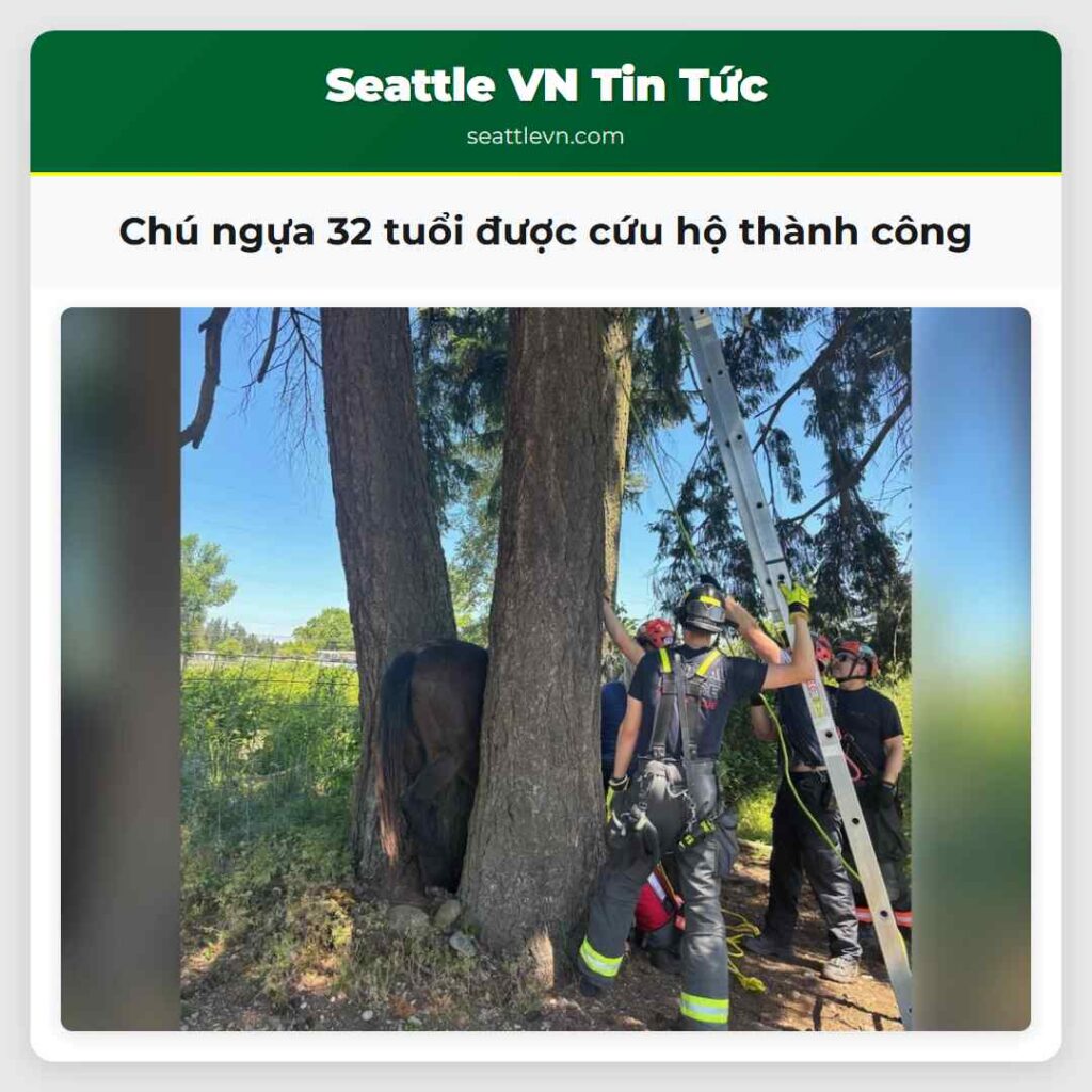 Chú ngựa 32 tuổi được cứu hộ thành công
