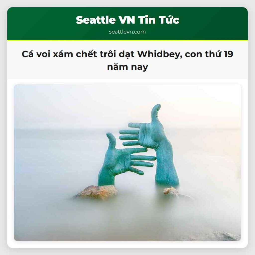 Cá voi xám chết trôi dạt Whidbey, con thứ 19 năm