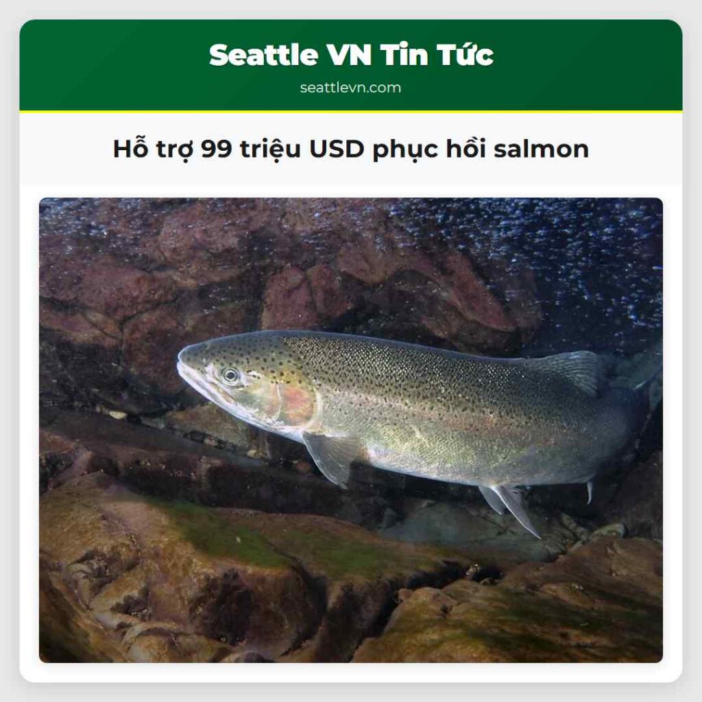 Hỗ trợ 99 triệu USD phục hồi salmon