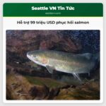 Hỗ trợ 99 triệu USD phục hồi salmon